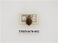 藏品(龍蝨、牙蟲)的圖片